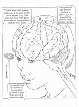Brain Coloring Pages Book Human Neuroanatomy Getcolorings Getdrawings Printable Colorings sketch template