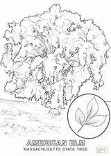 Coloring Pages Tree Redwood State Trees Getdrawings Getcolorings sketch template