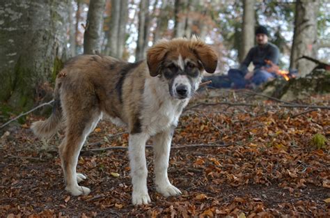 carpathian shepherd dog dog breed information  pictures livelife