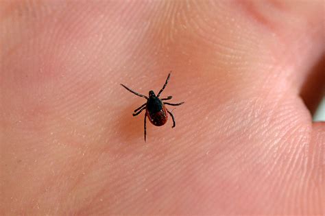 no conspiracy theorists lyme disease is not an escaped military