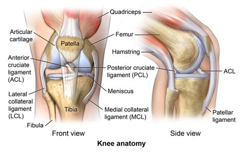 anatomy   knee comprehensive orthopaedics