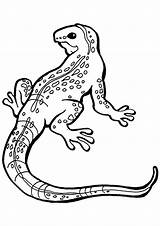 Iguana Coloring Printable Books Pages sketch template