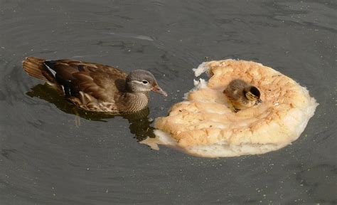 ducks ditching bread for healthier diet after public handed loaf