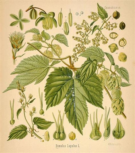 modern herbal hops