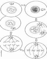 Mitosis Meiosis Celula Homologous Chromosome Pairs sketch template