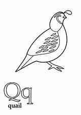 Quail Coloring Old Color sketch template