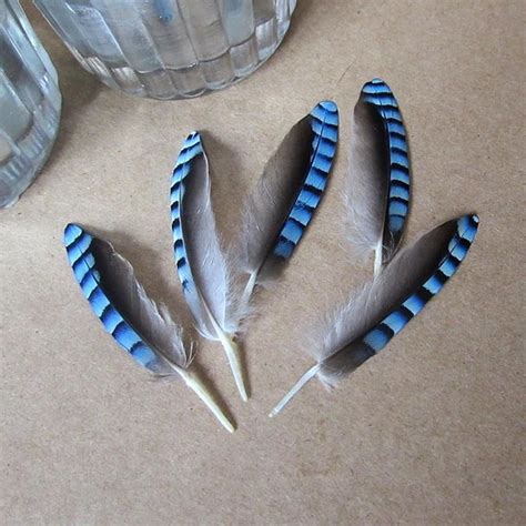 blue jay feathers ethically sourced check  size  buying etsy uk jay feather blue