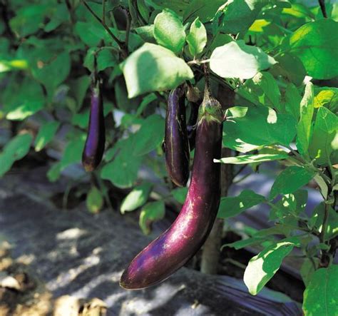 Eggplant Secrets Are Easy To Crack The Denver Post