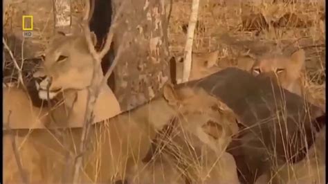 lions eat  elephant alive youtube
