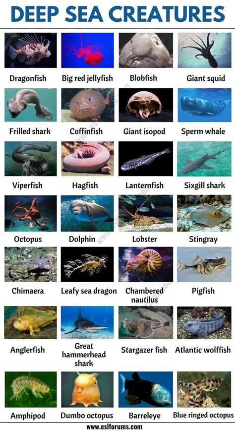 ocean animals list  pictures