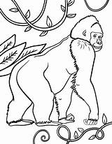 Ivan Animaux Gorille Coloriages Imprimer Gorilla Danieguto sketch template