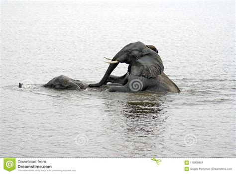 elephants having sex in the river stock image image of chobe river