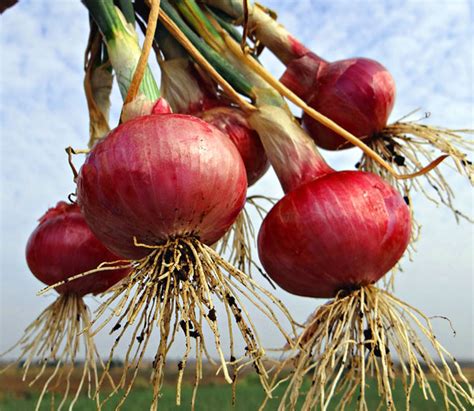 onion grow care  onion plants  complete growing guide rayagarden