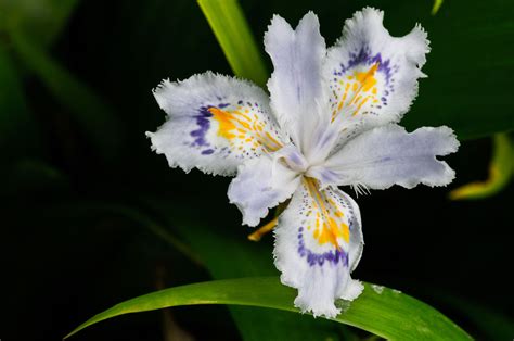 iris flower meanings and iris symbolism on whats your sign