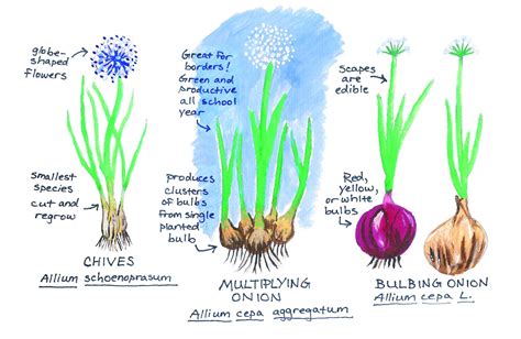 tips  growing onions  garlic urban harvest