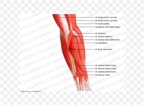 thumb elbow muscle forearm anatomy png 600x600px