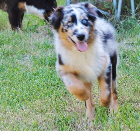 shamrock rose aussies update available puppies 7 29 15 scroll down to rosie jewels puppies