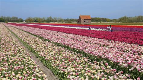 places   tulips   netherlands