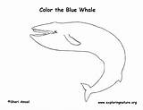 Whale Blue Coloring Exploringnature sketch template