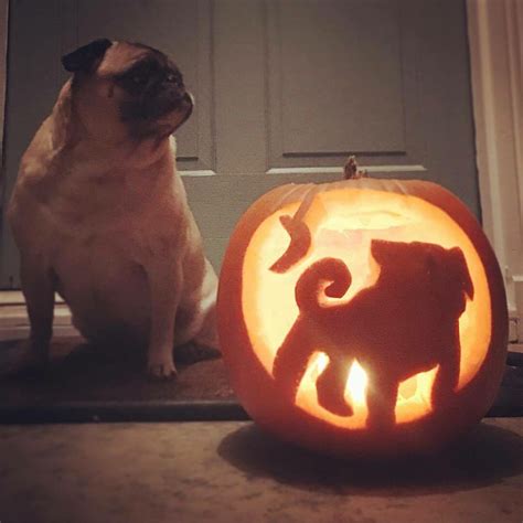 halloween pug disney pumpkin carving dog pumpkin pumkin carving