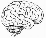 Gehirn Body Cerebro Organs Organ Excel Getdrawings Dibujar sketch template