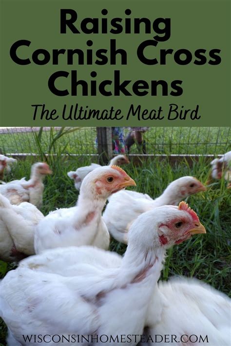 Raising Cornish Cross Chickens For Meat The Ultimate Meat Bird