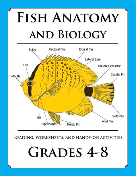 fish anatomy diagram printable  kids tedy printable activities
