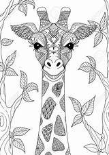 Jirafa Giraf Kleurplaten Colorear Girafa Kleurplaat Handgetekende Zendoodle Dibujada Desenho Mano Jirafas Colouring Handgezogene Tekening Vetores Bosque Zentangle Adulto Vektoren sketch template
