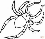 Spider Spinne Coloring sketch template