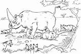 Rhino Coloring Pages Jungle Animal Rhinos Habitat Habitats Species Animals Savanna African Popular sketch template
