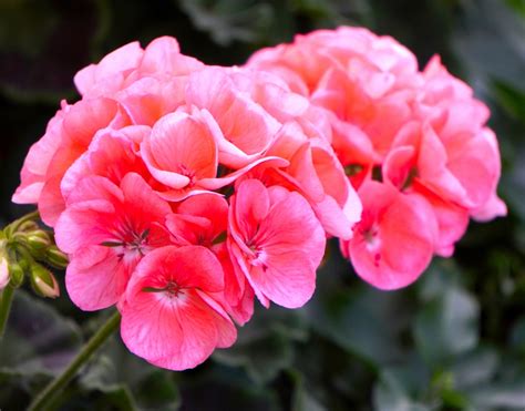 plant  grow geraniums geranium blog