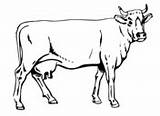 Cow Coloring Outline Cows Clipart sketch template