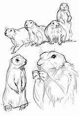 Prairie Dog Dogs Drawing 12th March Getdrawings sketch template