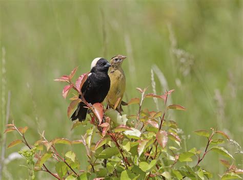 Bobolink Audubon Field Guide