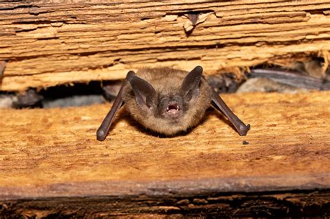 Species Spotlight Little Brown Bat