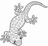 Gecko Coloringpagesfortoddlers Lizard Creatures Fathers sketch template