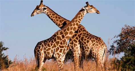 giraffe weekend can sexual selection save this evolutionary icon evolution news