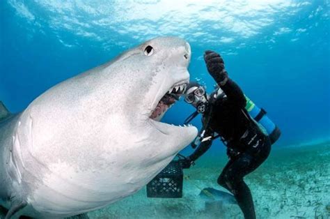 fearless divers get very close to deadly tiger sharks to take stunning photos daily star