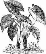 Clipart Plant Colocasia Etc Southeastern Polynesia Edible Tropical Native Asia sketch template