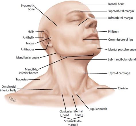 pin  joshua warlick  atlas   philtrum head  neck body