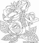 Coloring Rose Pages Realistic Disegni Printable Arizona Grandiflora Da Colorare Di Roses Rosa Disegno Print Fiori Color Contorno Adulti Flower sketch template