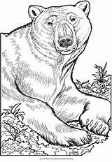 Coloring Pages Bear Animal Polar Wild Dover Book Colouring Bears Publications Adults Dingo Creative Books Haven Animals Adult Drawing Doverpublications sketch template