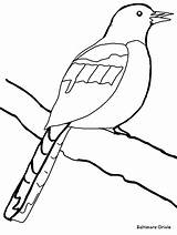 Coloring Pages Oriole Baltimore Bird Template Animals Templates Birds Colouring Orioles Ravens Australian Beak Animal Clipart Comment Clipartbest Trending Days sketch template