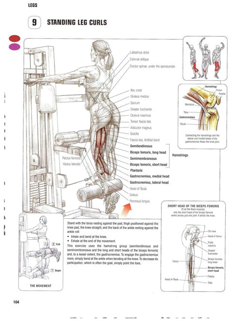 frederic delavier gym workout chart squat workout chest workouts