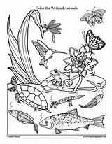 Coloring Animals Wetland Pages Habitats Color Nature Smiling Ecosystem Preschool Animal Sheets Science Drawing Biomes Colouring Printable Grassland Pdf Fish sketch template