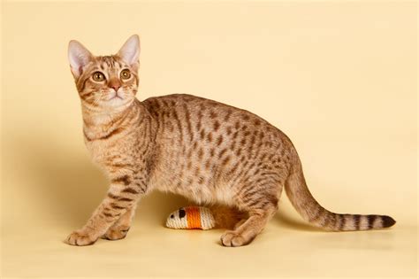 14 hypoallergenic cat breeds hypoallergenic cats ocicat domestic