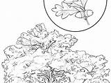 Cherry Coloring Blossom Tree Pages Getcolorings Color Getdrawings sketch template