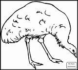 Emu Animal Kangaroo Designlooter sketch template