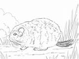 Chinchilla Tailed Short Coloring Supercoloring Pages sketch template