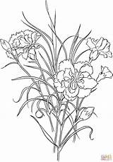 Dianthus Carnation Caryophyllus Colorear Azaleia Clove Carnations Supercoloring Desenho Clavel Designlooter Erwachsene Coloringpages101 Cif sketch template